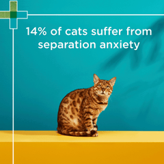 BLACKMORES Complete Calm Chews For Cat - Furbabies Online