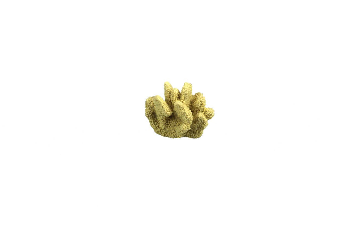 Cats Paw Coral - Furbabies Online