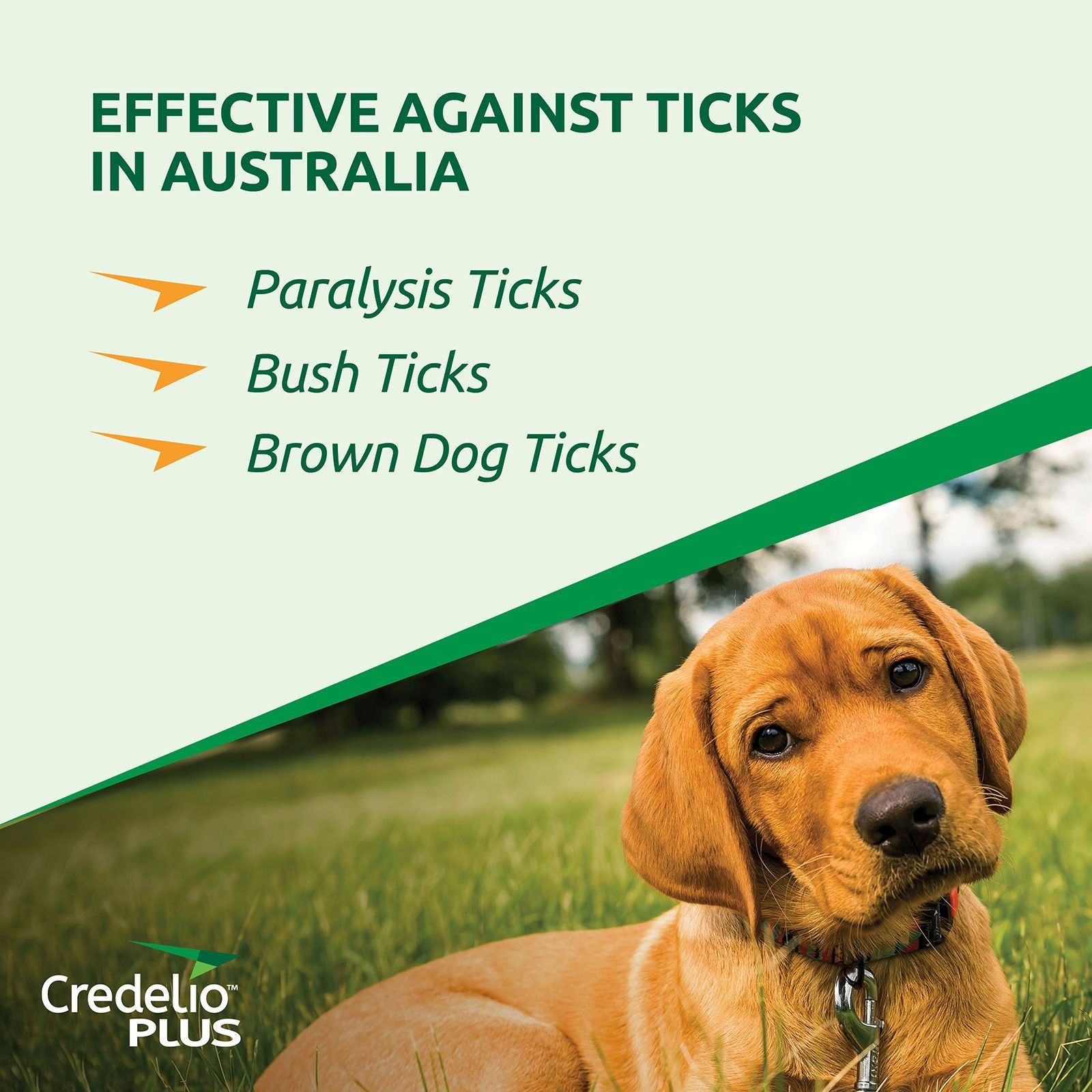 Credelio Plus for Medium Dogs - Furbabies Online