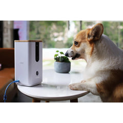 Dog was Smart Camera/Treater - Furbabies Online