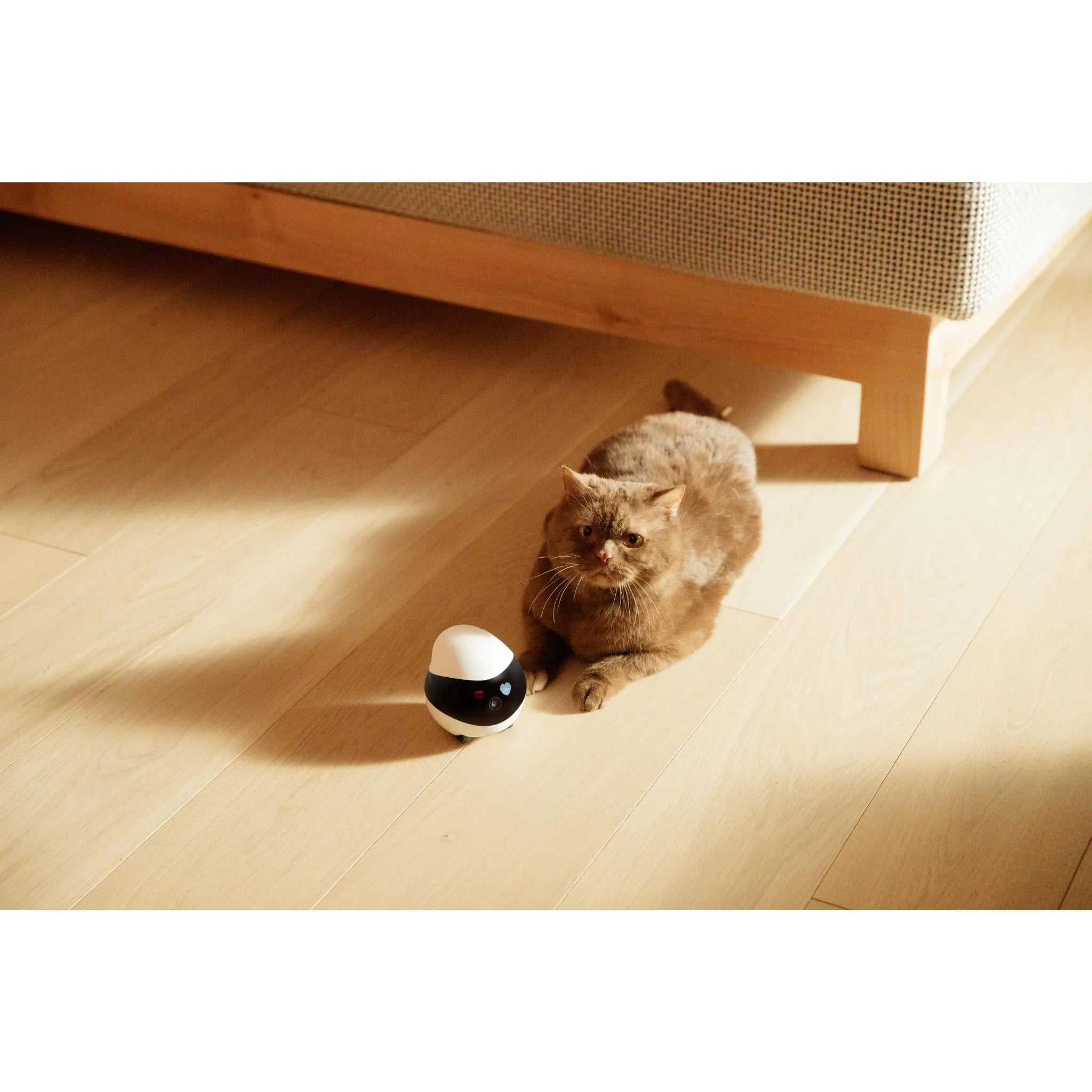 Enabot EBO - Furbabies Online