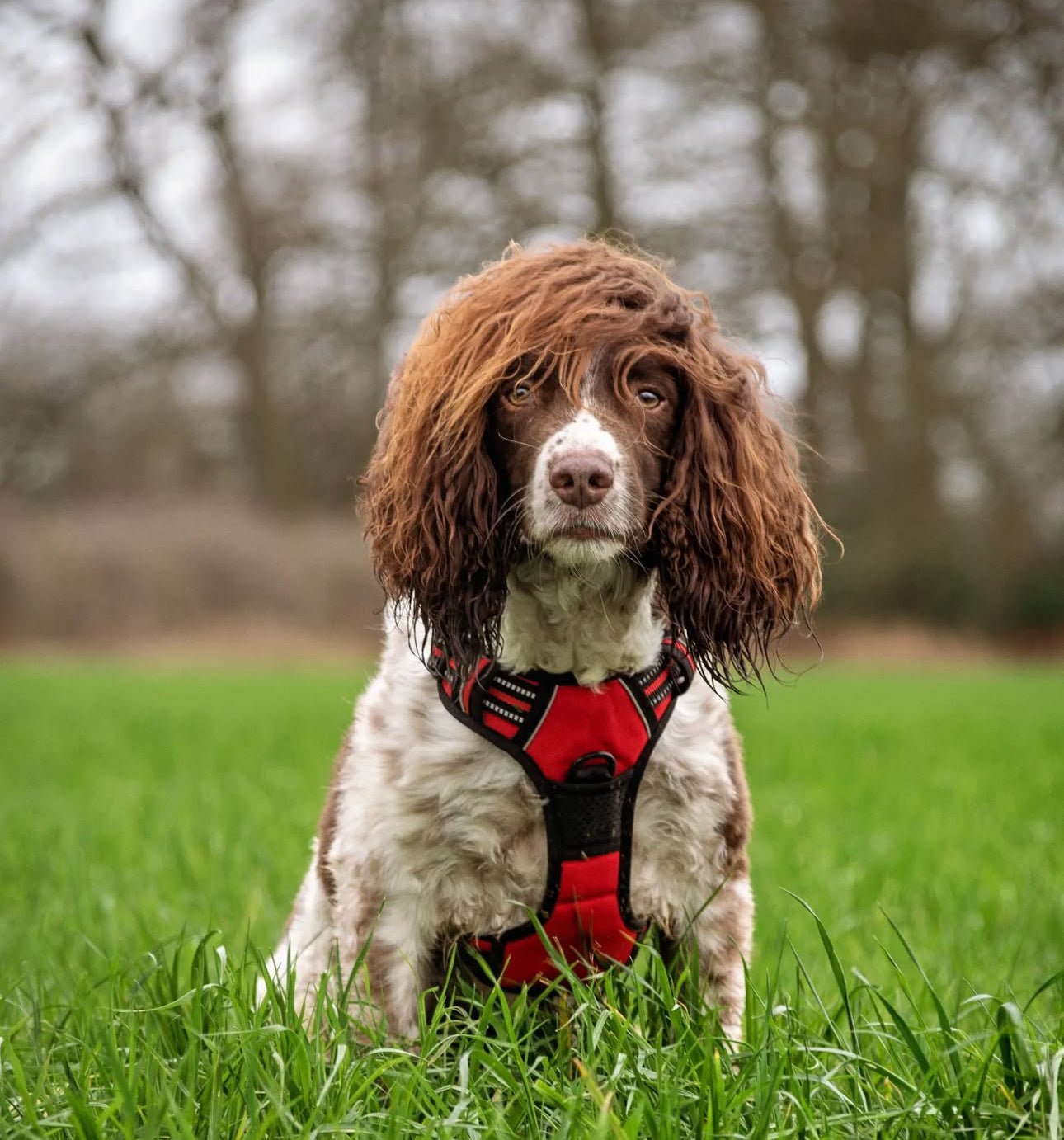 Furbabies™ Tactical No - Pull Harness - Furbabies Online