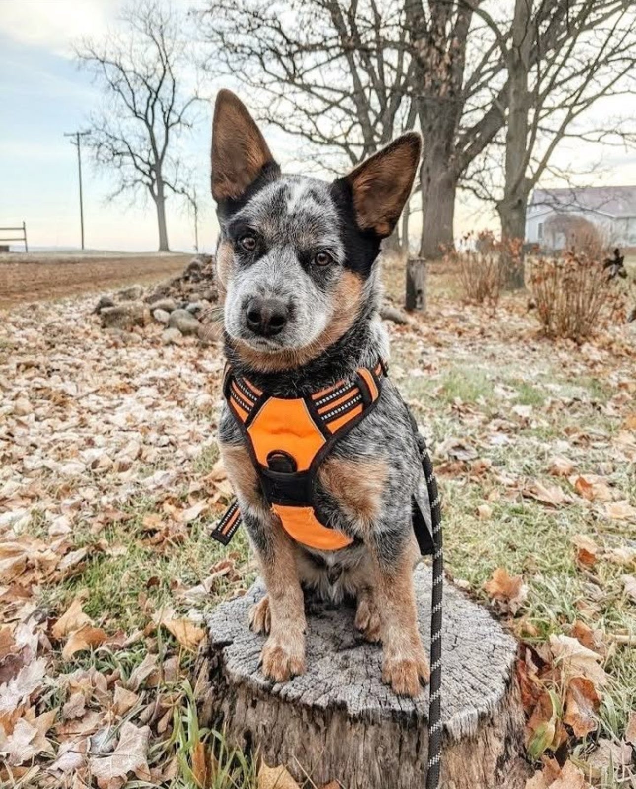 Furbabies™ Tactical No - Pull Harness - Furbabies Online