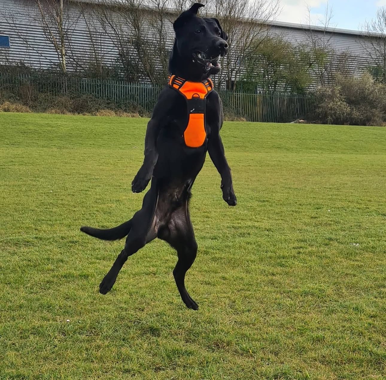 Furbabies™ Tactical No - Pull Harness - Furbabies Online