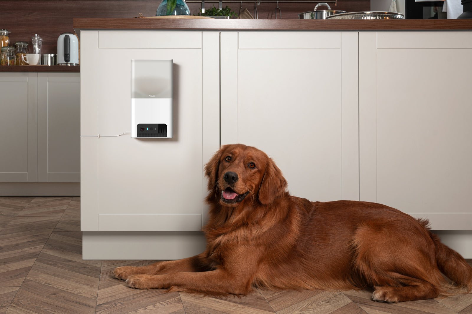PETCUBE Bites 2 Lite Pet Camera And Treat Dispenser - Furbabies Online