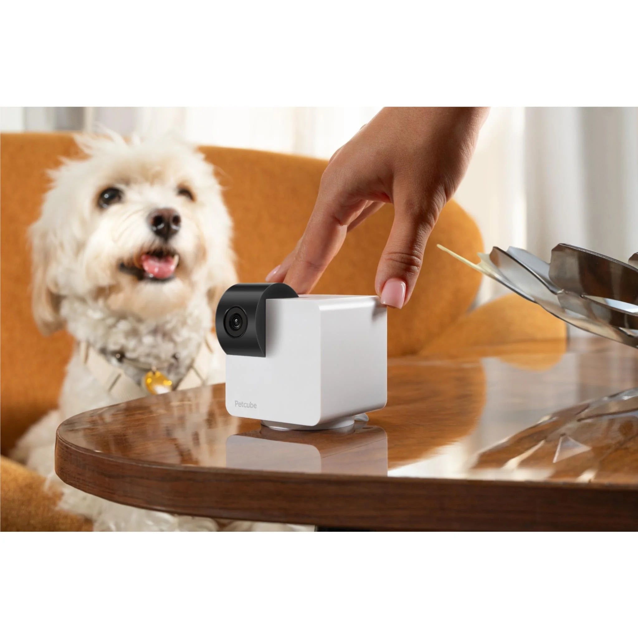 Petcube Cam 360 - Furbabies Online