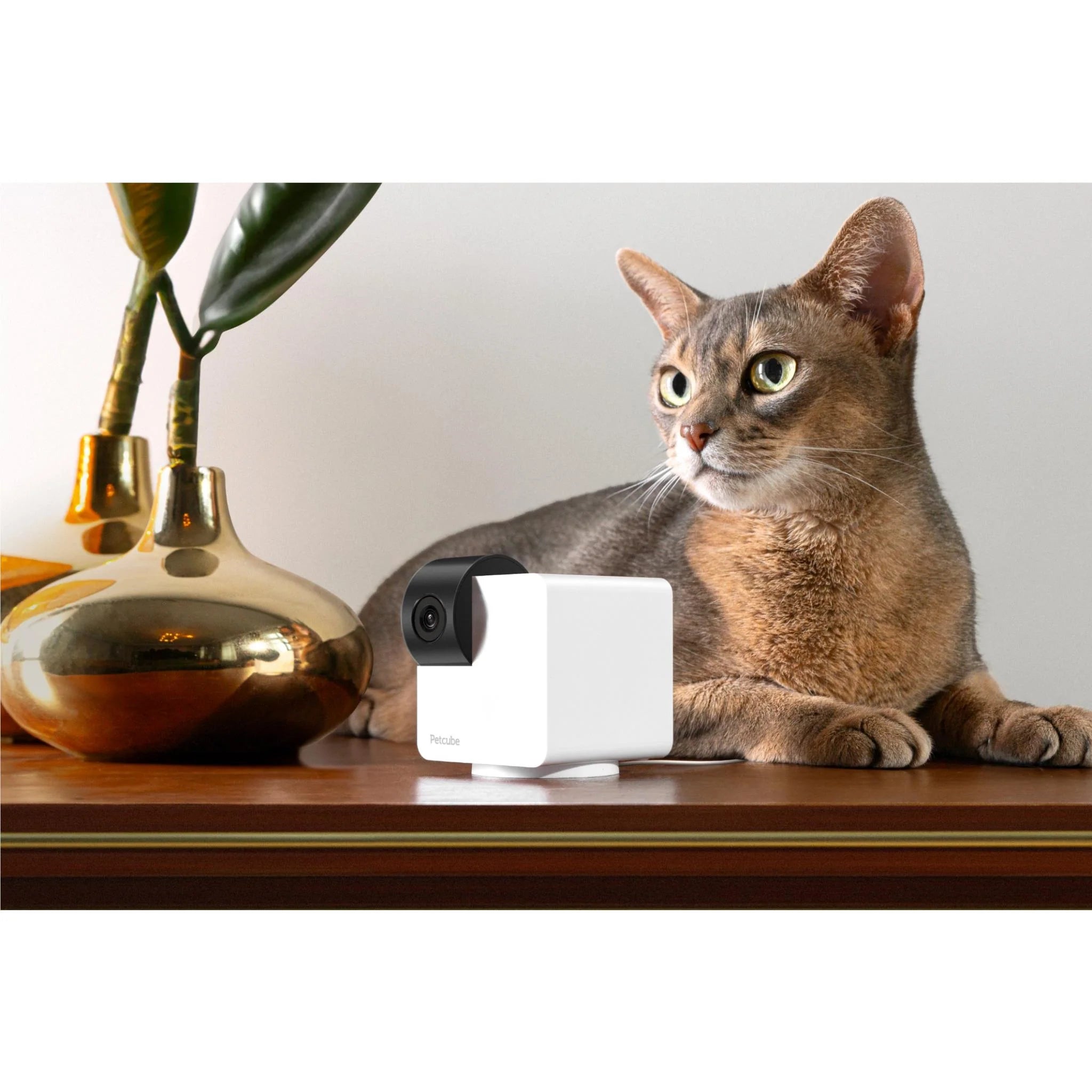 Petcube Cam 360 - Furbabies Online